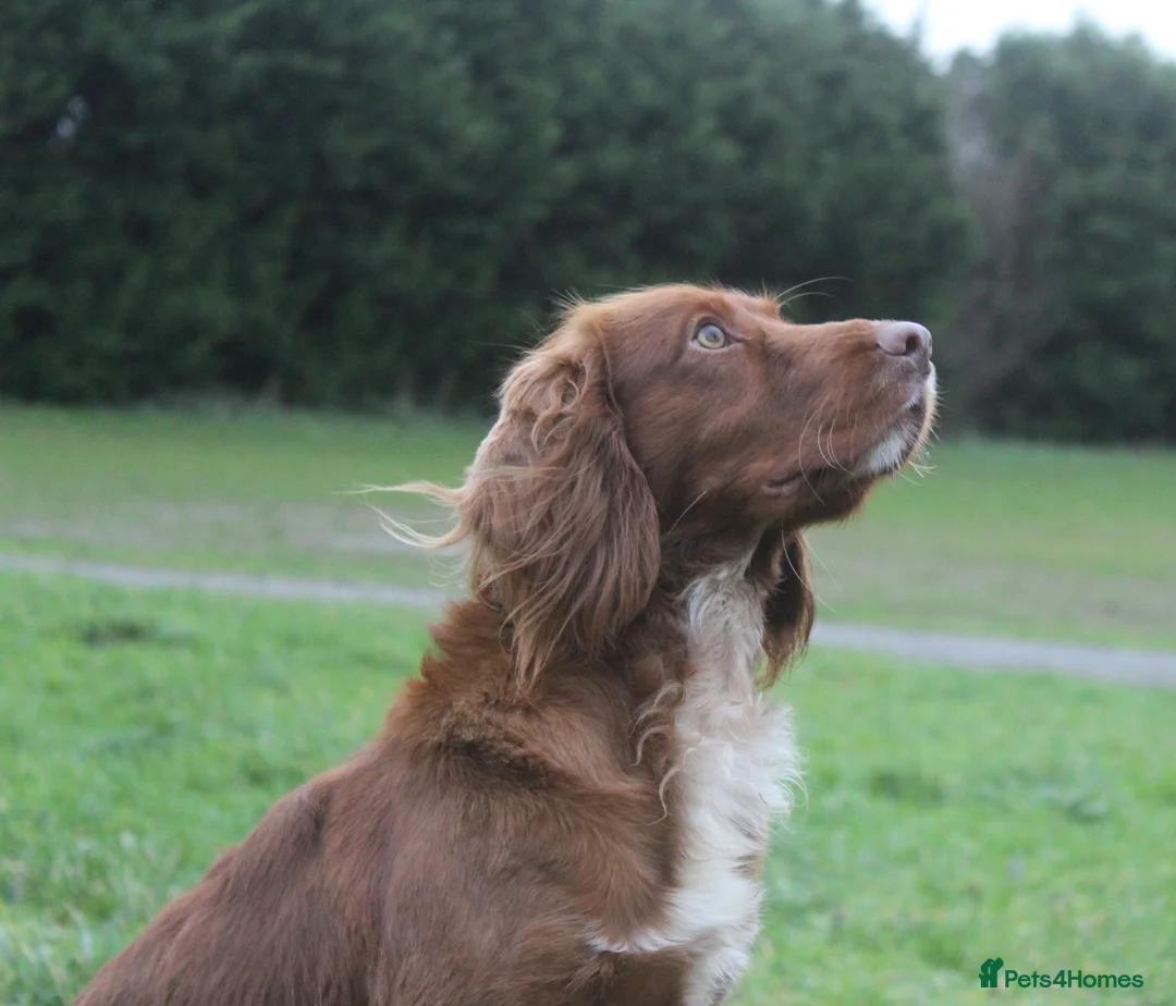 Cocker Spaniel dogs for stud: Fully Health Tested Dark Red W/Cocker Spaniel Stud in Totnes - Advert 2