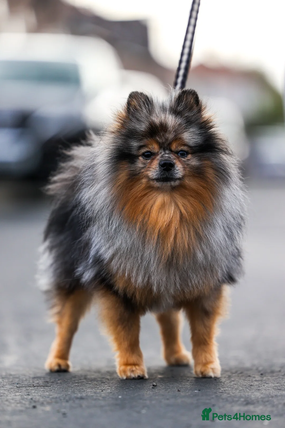 Pomeranian dogs for sale: Pomeranian Puppies - Advert 14