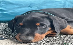 Dobermann dogs for sale: KC REG Fully health tested parents - Image 6