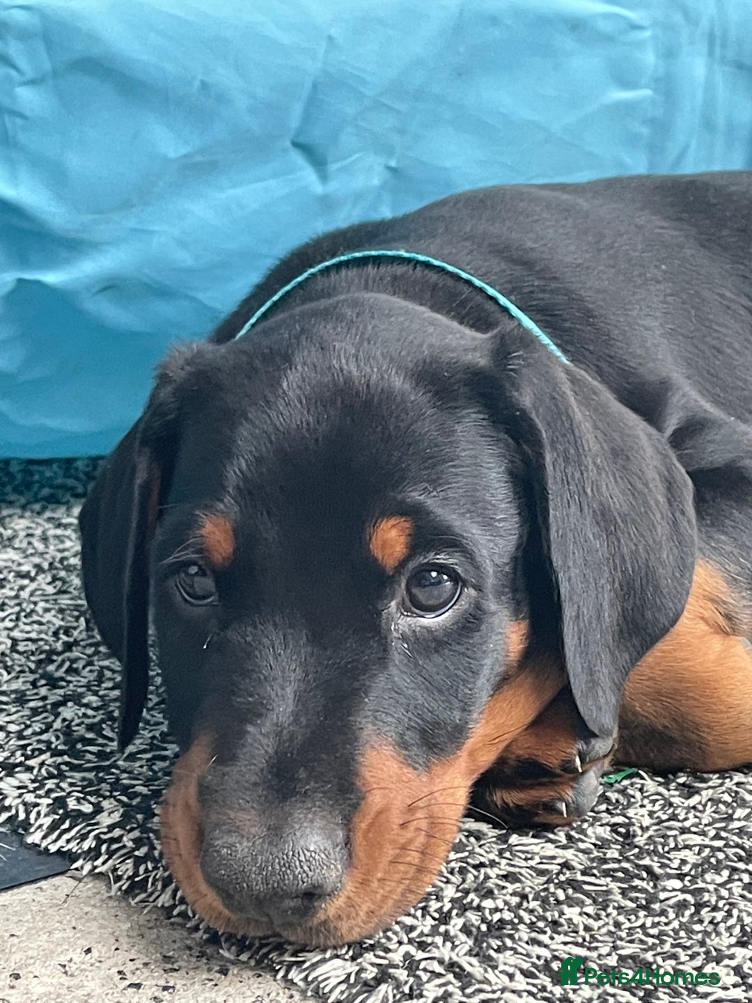 Dobermann dogs for sale: KC REG Fully health tested parents - Image 6