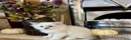 British Longhair cats for sale: British Longhair little kittens  - Advert 29