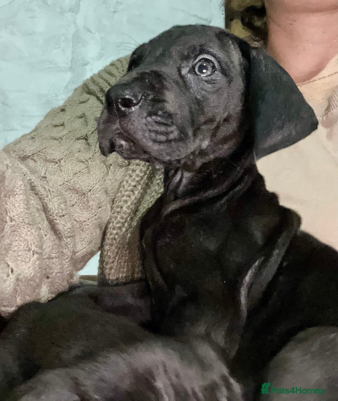 Great Dane dogs for sale: Stunning Great Dane Puppies  - Advert 5