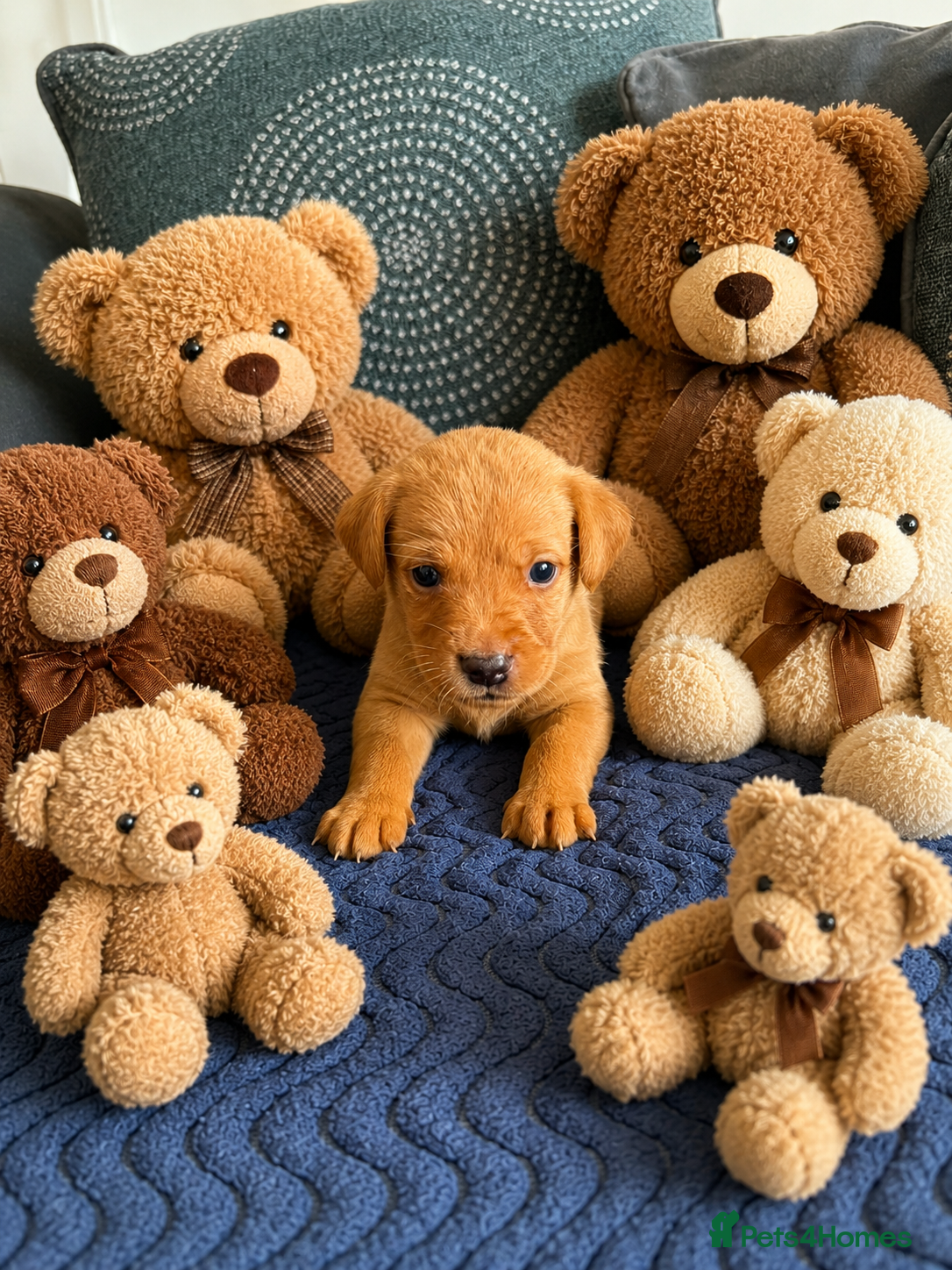 Goldador dogs 11 Beautiful Goldador puppies - Advert 2