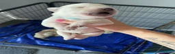 Labrador Retriever dogs for sale: Labrador litter  - Advert 4