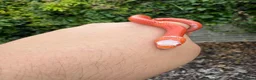 Mixed Breed reptiles for sale: Various snakes for sale - Advert 4