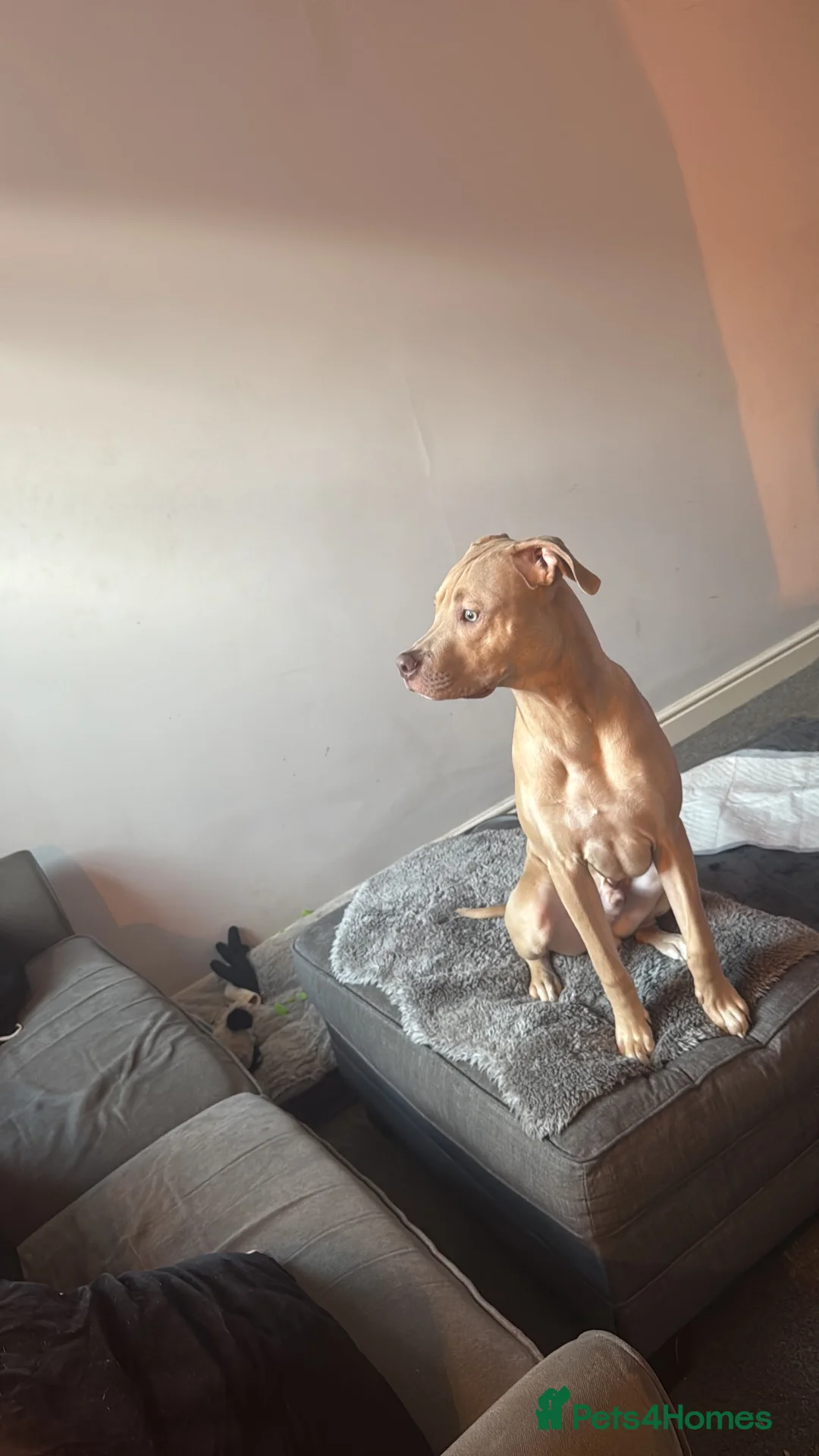 Mixed Breed dogs for sale: Pablo  in Nottingham - Advert 2