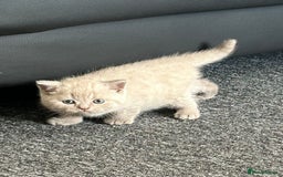 British Shorthair cats for sale: Stunning lilac BSH  - Image 14