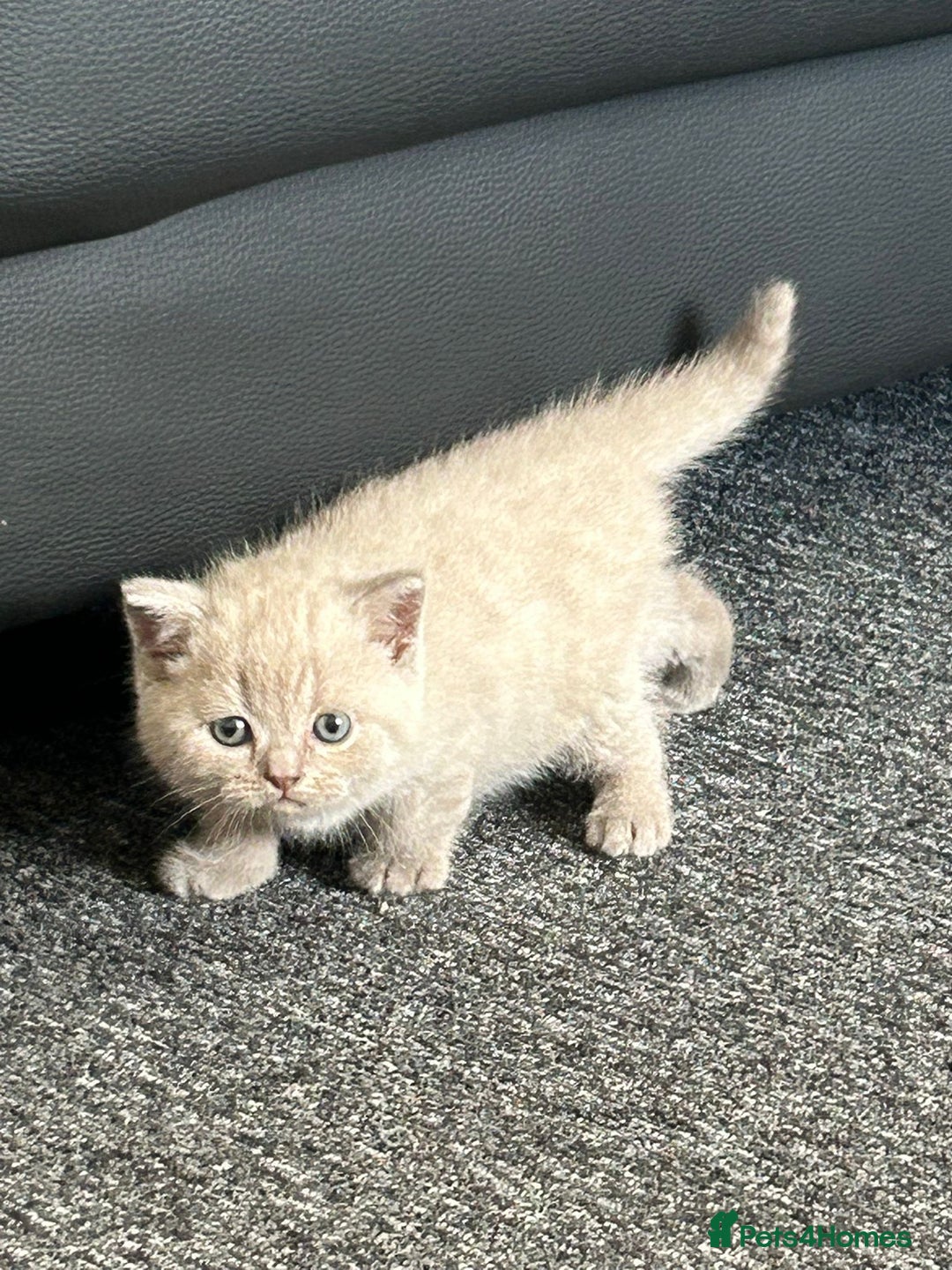 British Shorthair cats for sale: Stunning lilac BSH  - Image 14