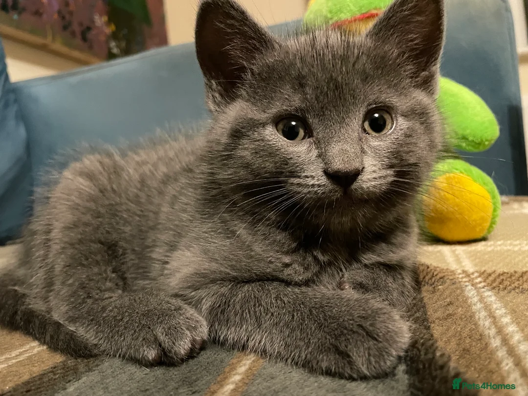 Mixed Breed cats for sale: Mixed Breed Kittens – 1 Male & 4 Female Available - Advert 8