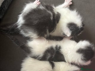 Mixed Breed cats for sale - Advert 2