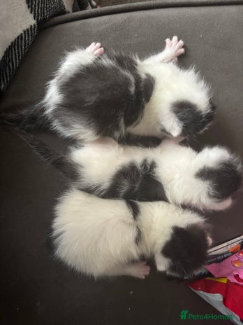 Mixed Breed cats - Advert 4