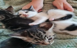 Mixed Breed cats for sale: Kittens - Image 1
