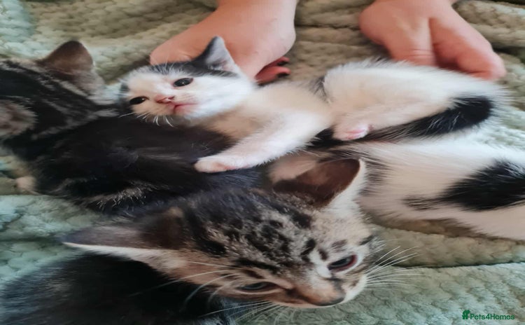 Mixed Breed cats - Advert 15