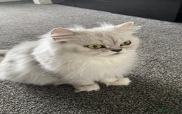Persian cats for sale: Female - Image 4