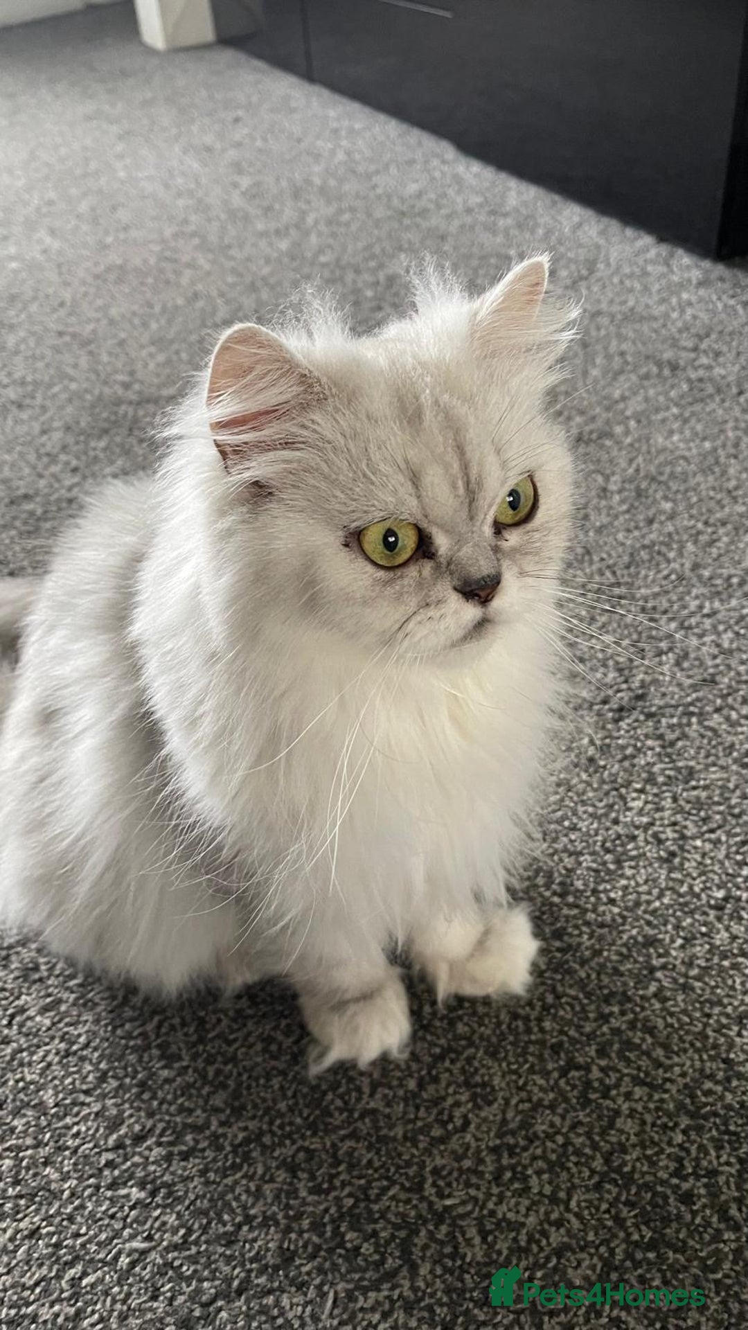 Persian cats for sale: Female - Image 4