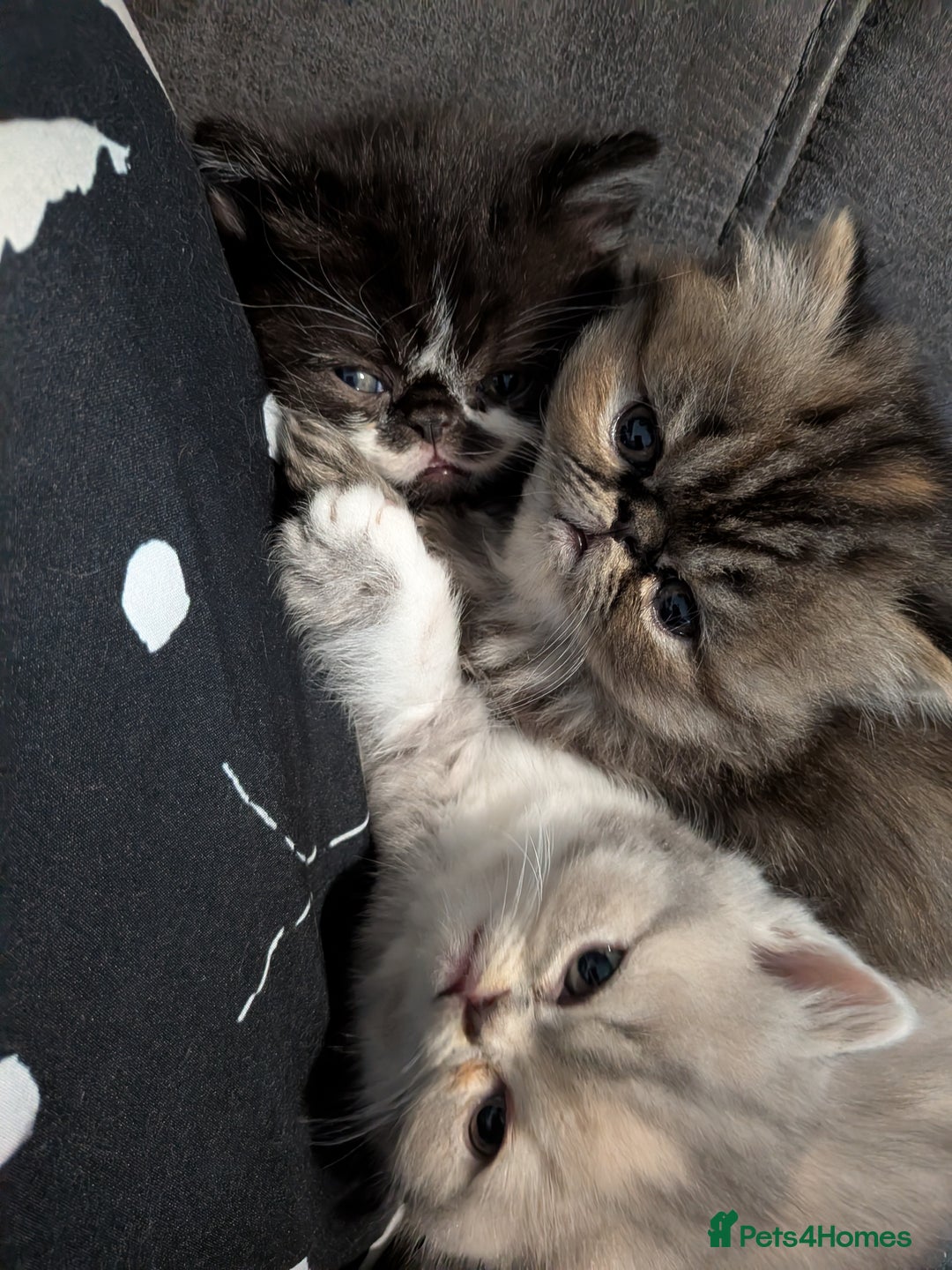 Exotic cats for sale: Beautiful Exotic kittens  - Advert 18