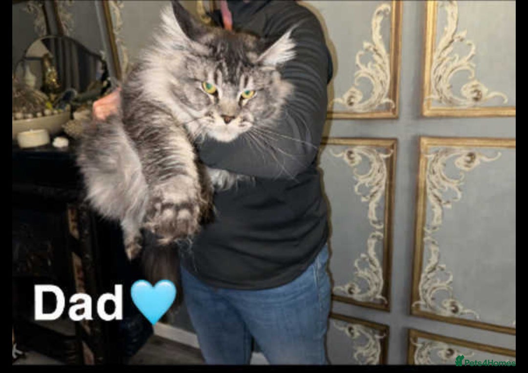 Maine Coon cats for sale: Giant mainecoons🎃 - Image 5