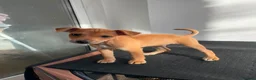 Mixed Breed dogs for sale: Italian greyhound x patterdale - Advert 19