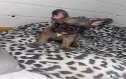 French Bulldog dogs for sale: French buldogs - Image 5