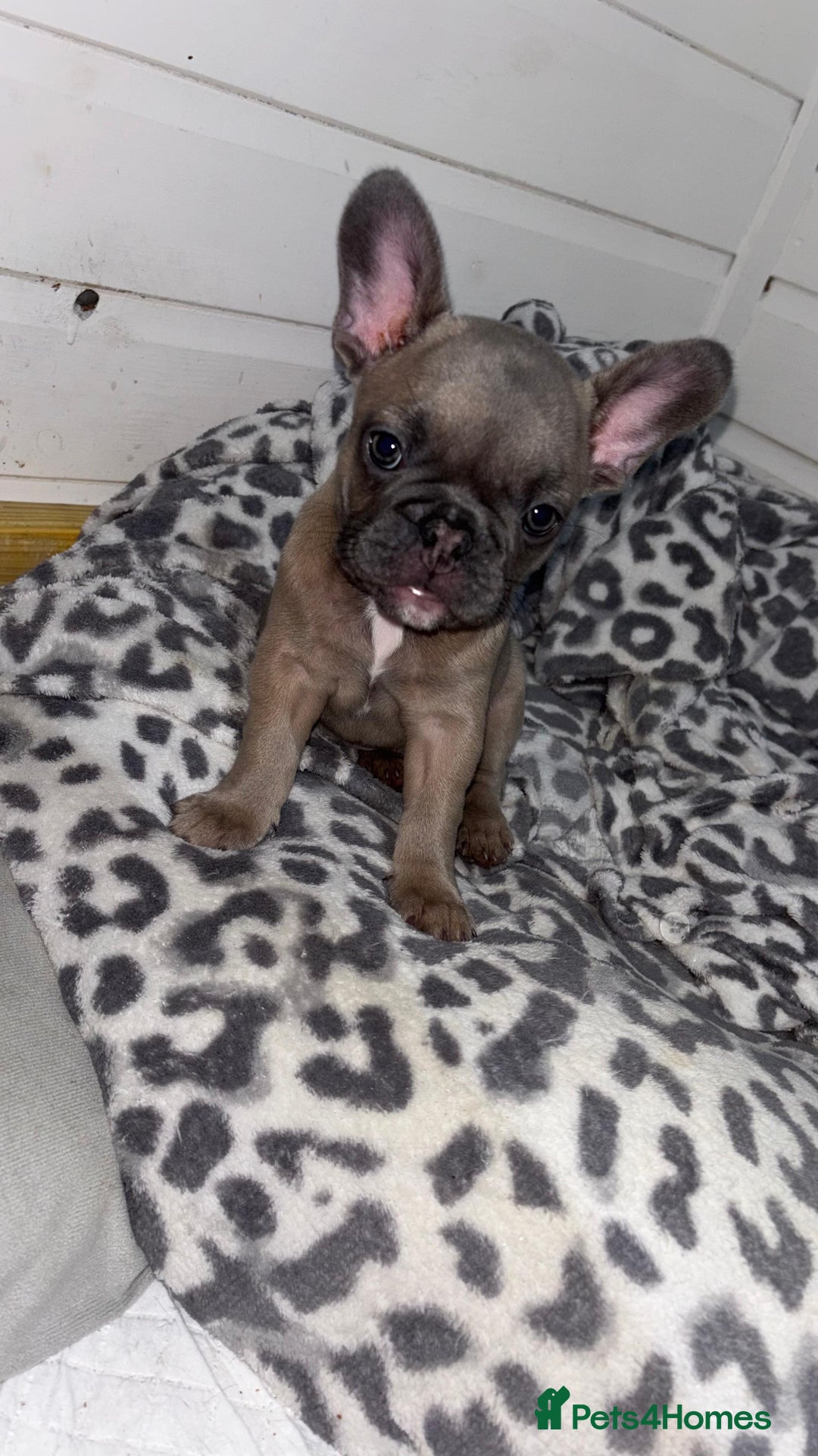 French Bulldog dogs for sale: French buldogs - Image 5