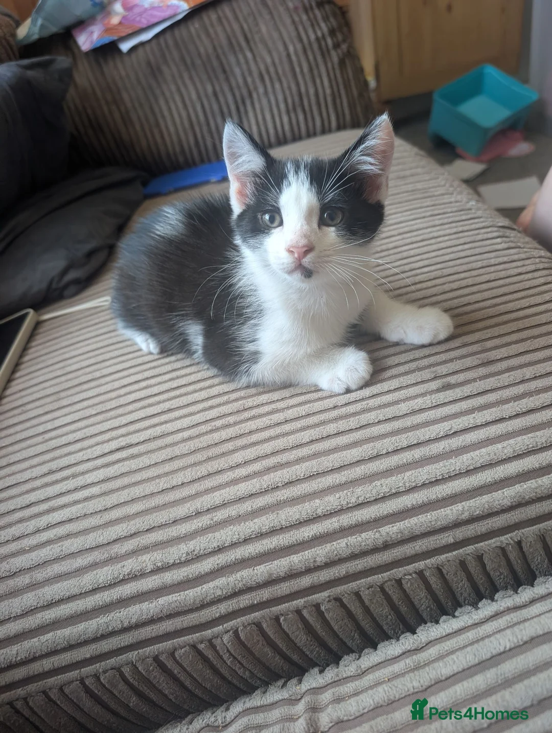 Mixed Breed cats for sale: 2 male kittens in Shepton Mallet - Advert 2