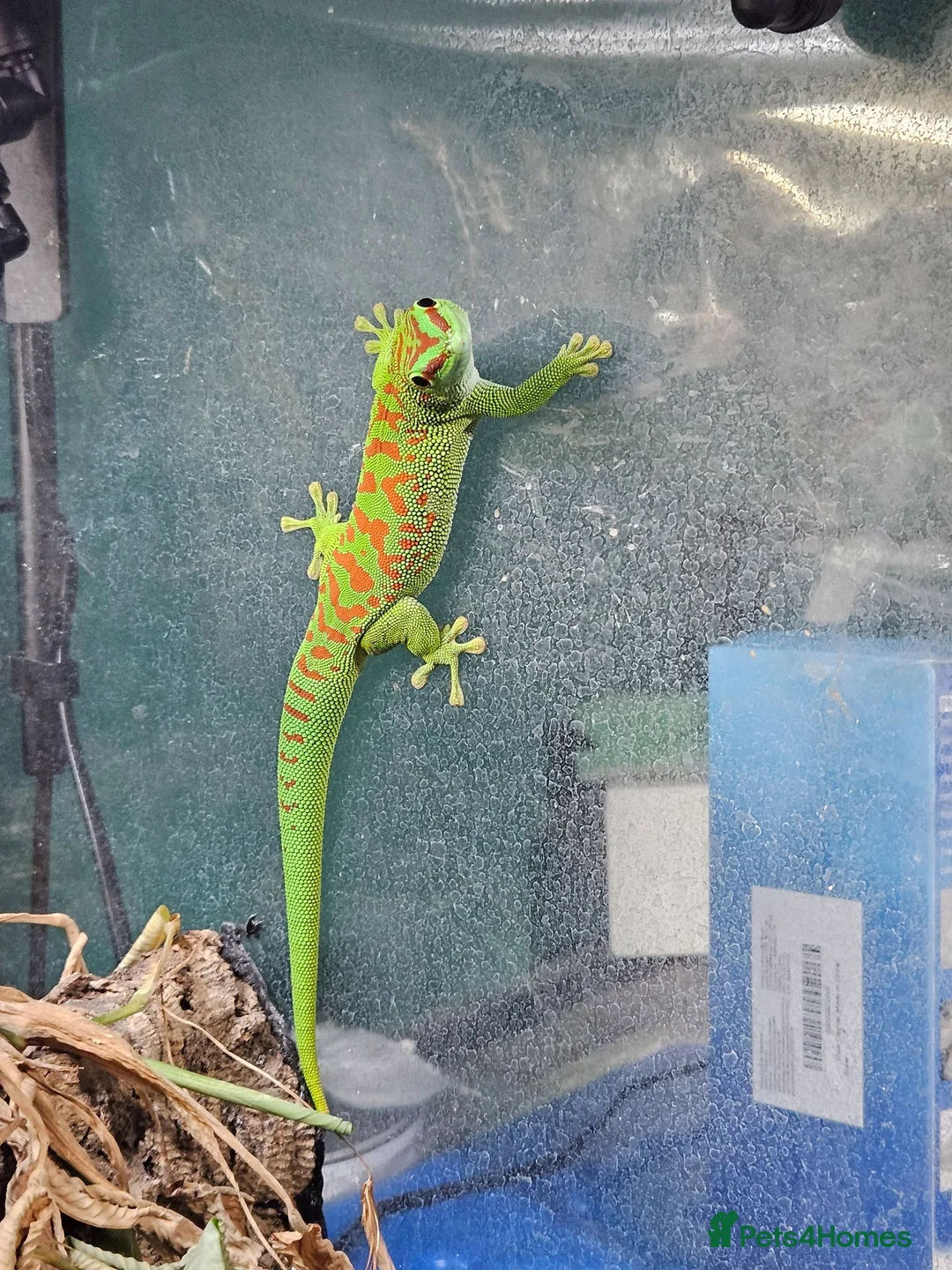 Gecko reptiles for sale: Madagascan Giant Day Gecko & terrarium  - Advert 1