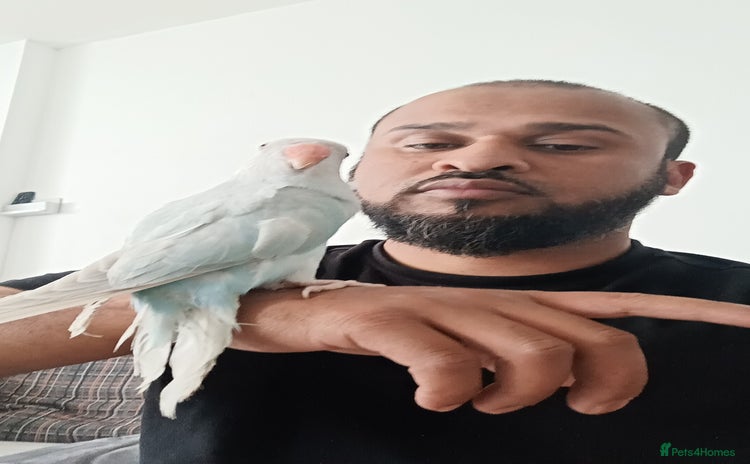 Parrots birds - Advert 1