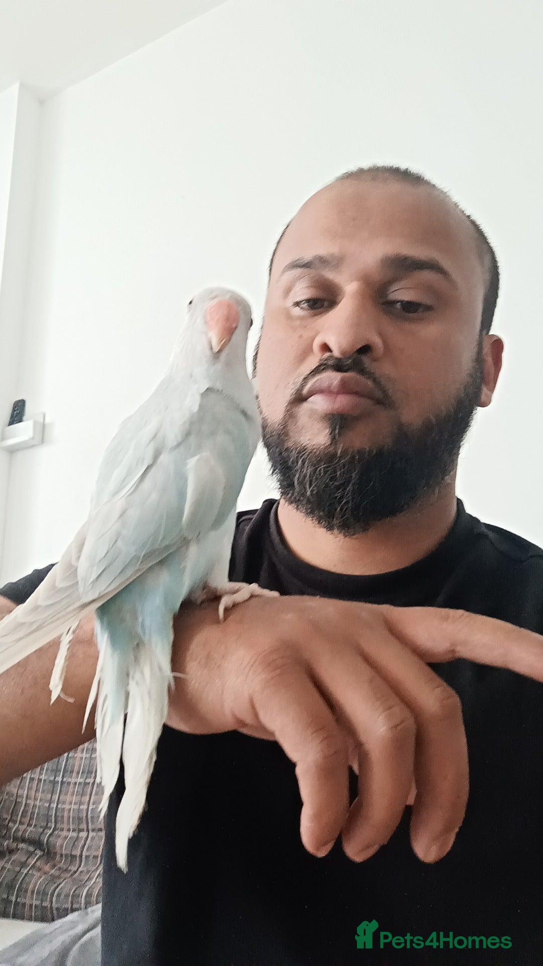 Parrots birds for sale: Ringneck  - Image 1