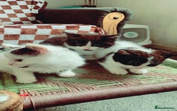 Mixed Breed cats for sale: Lovely kitten Are looking for Loving home - Image 2