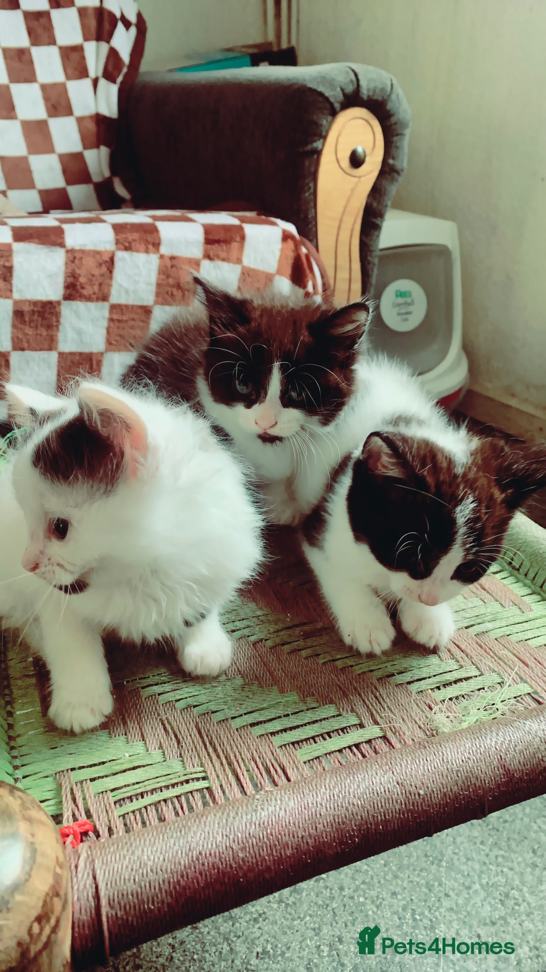 Mixed Breed cats for sale: Lovely kitten Are looking for Loving home - Image 2