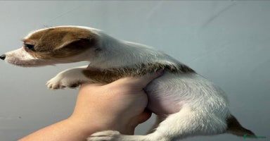 Jack Russell dogs - Advert 2