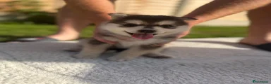 Pomsky Puppy 2