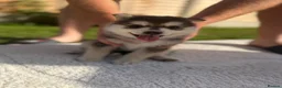 Pomsky dogs for sale: Pomsky puppies  in Birmingham - Advert 5