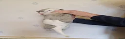 Whippet dogs for sale: Beautiful Pedigree Whippet Puppies  - Advert 7