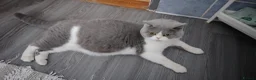 British Shorthair cats for sale: Premium Quality BSH for Sale 🐾 - Advert 1