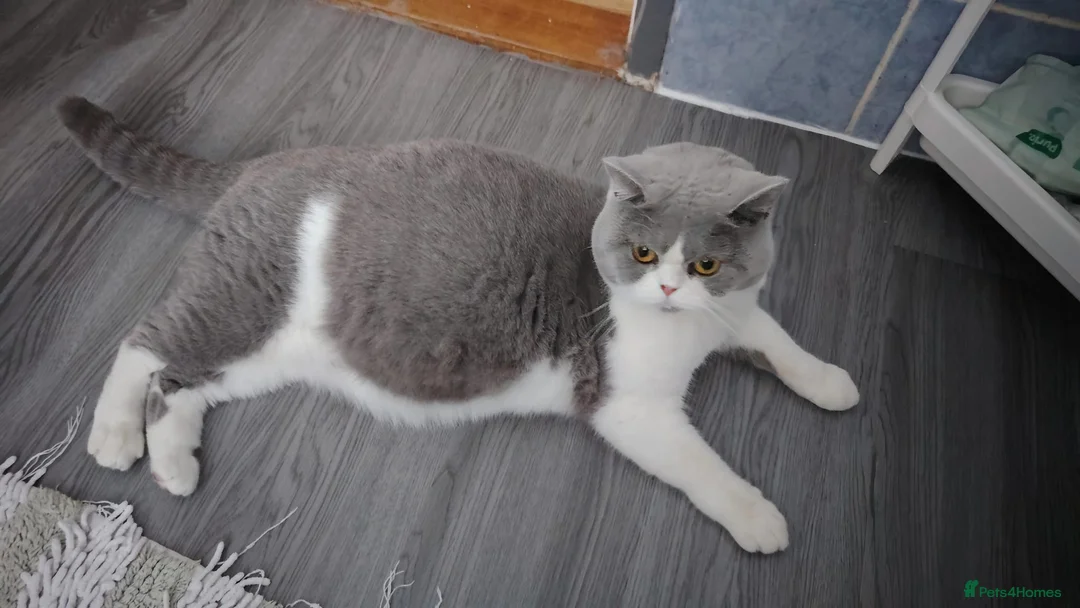 British Shorthair cats for sale: Premium Quality BSH for Sale 🐾 - Advert 1