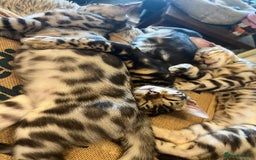 Bengal cats for sale: Beautiful Bengal Kittens Ready for Forever Homes - Image 19
