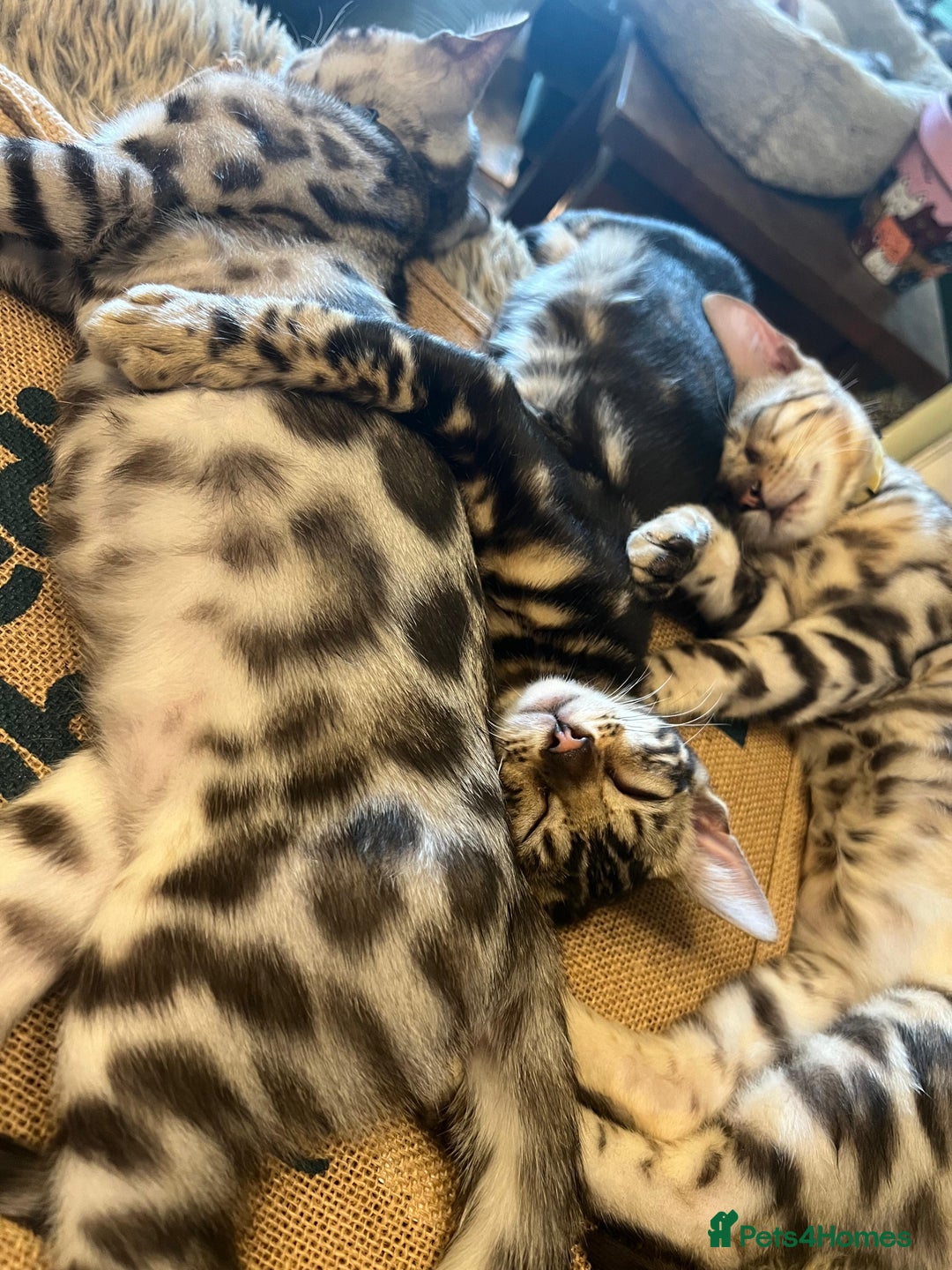 Bengal cats for sale: Beautiful Bengal Kittens Ready for Forever Homes - Image 19