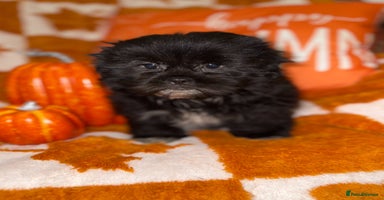 Shih Tzu dogs - Advert 15