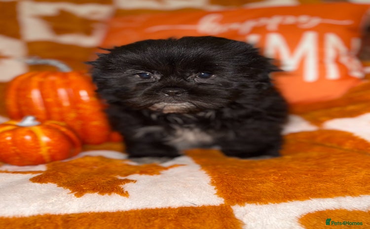Shih Tzu dogs - Advert 6