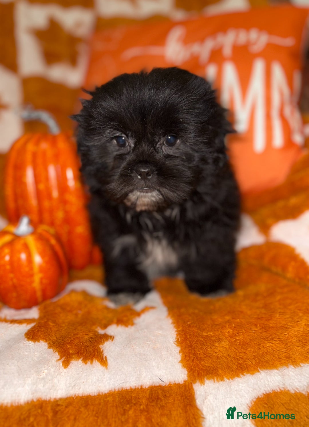 Shih Tzu dogs for sale: 🩷🩷 Stunning Black Shih Tzu Girls 🩷🩷 - Image 1