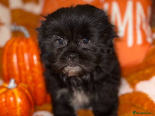 Shih Tzu dogs - Advert 19