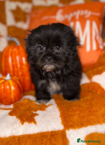 Shih Tzu dogs - Advert 3