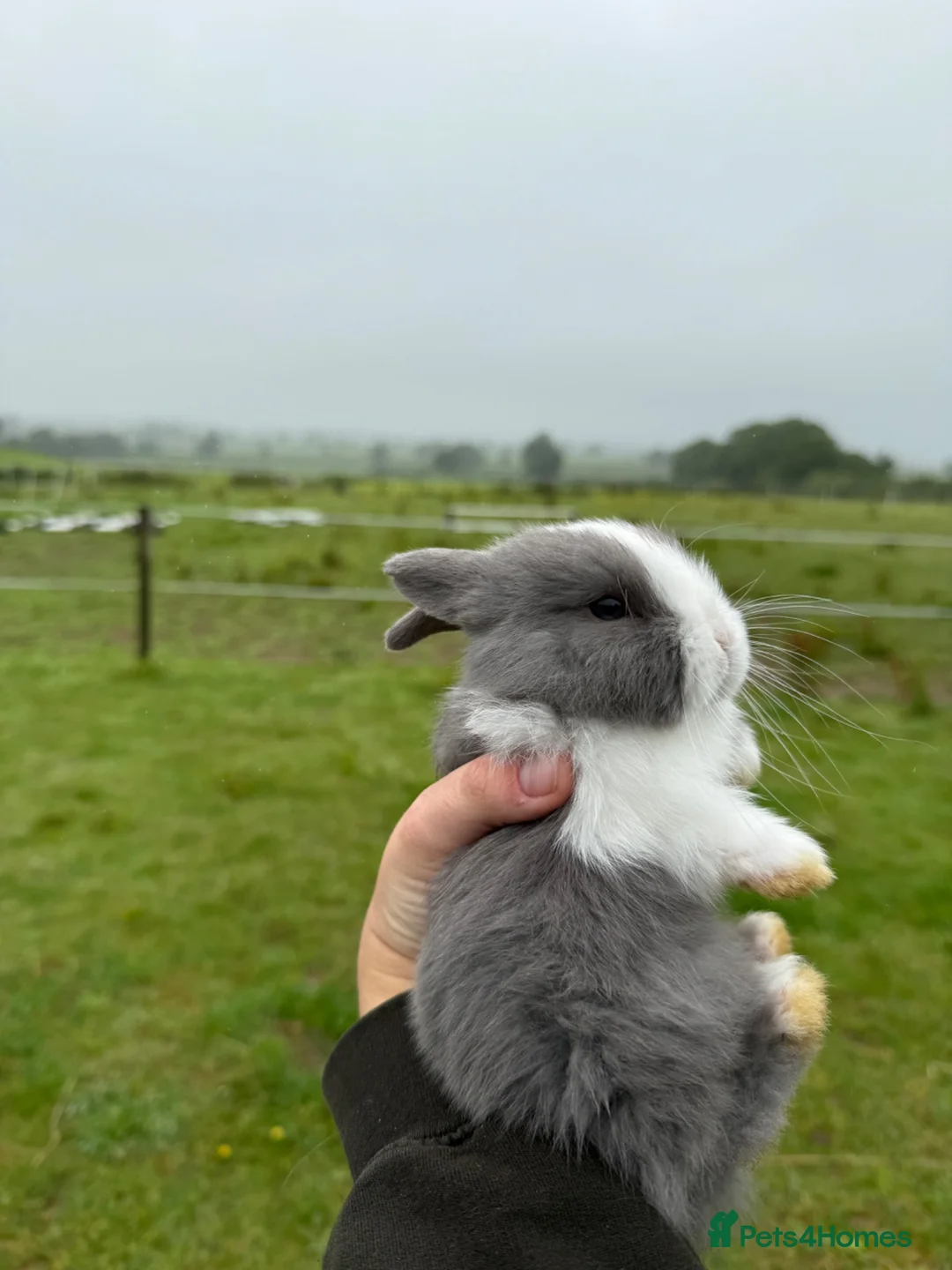 Mini Lop rabbits for sale: Mini lop bunnies  - Advert 2