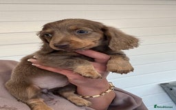 Miniature Dachshund dogs for sale: Mini Dachshund puppies for sale  - Image 4