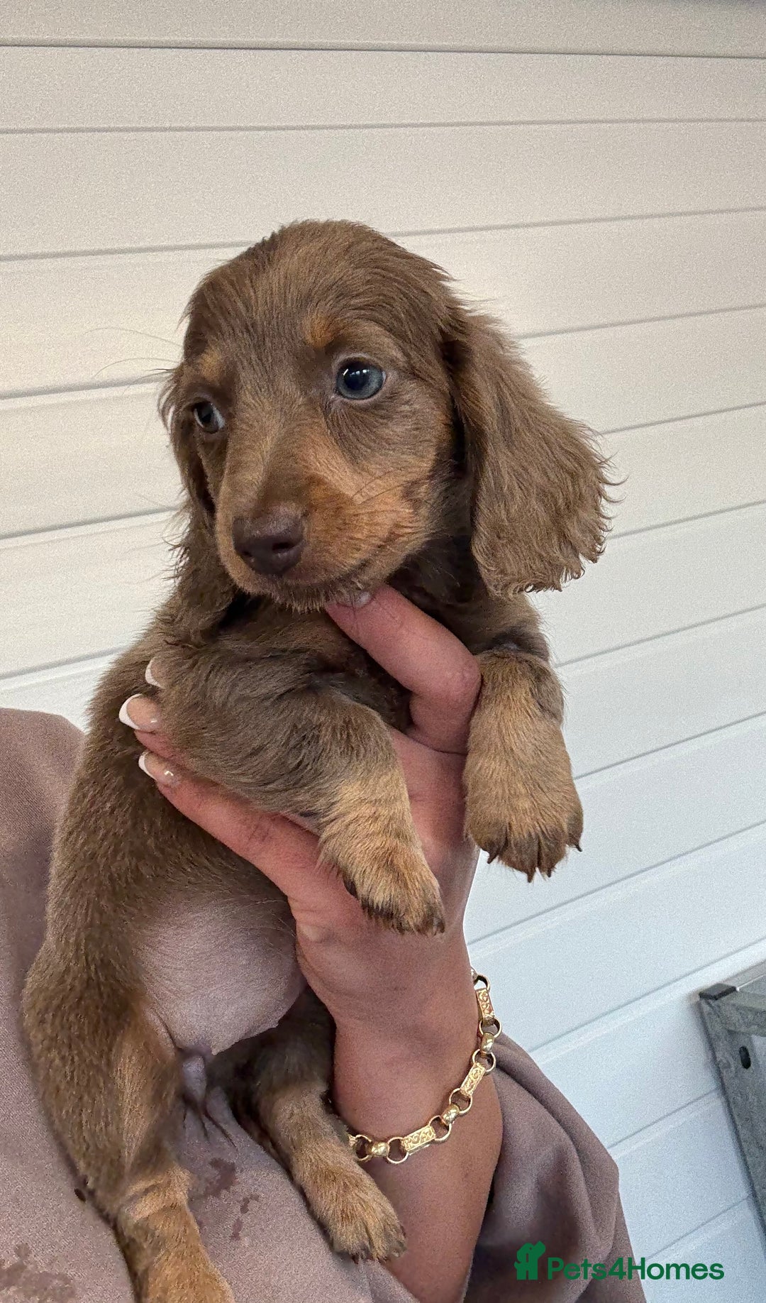 Miniature Dachshund dogs for sale: Mini Dachshund puppies for sale  - Image 4