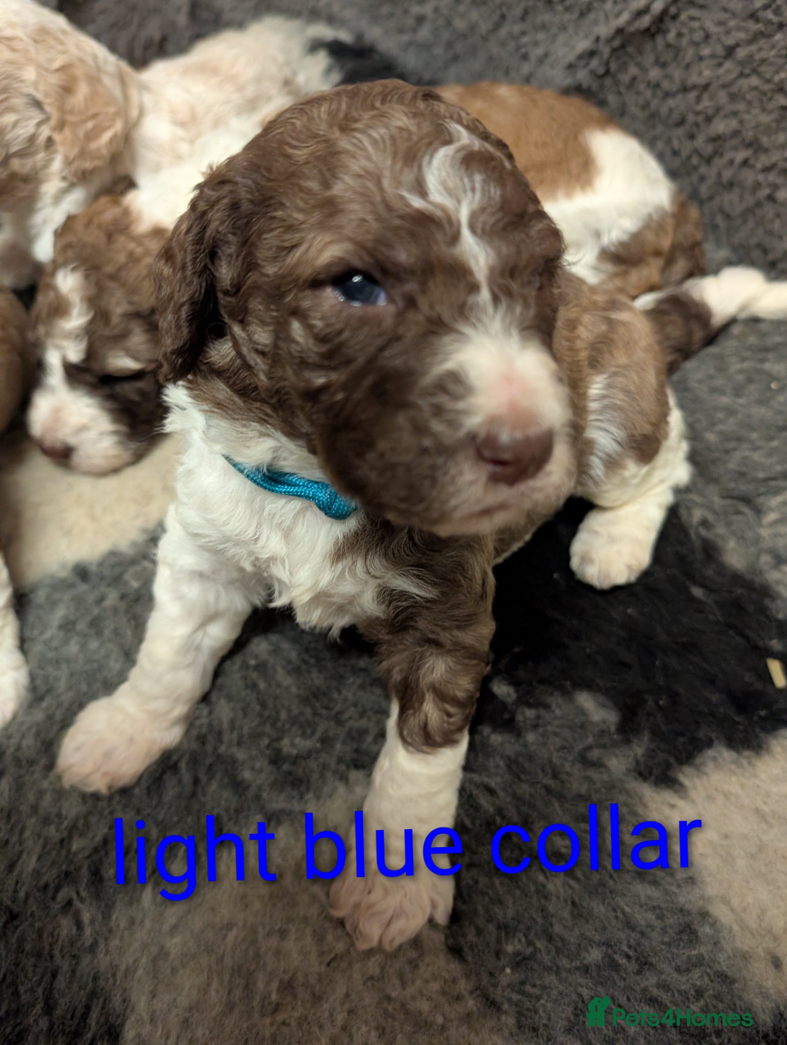 Standard Poodle dogs Viewing now, don't miss out.  - Advert 4