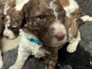 Standard Poodle dogs Viewing now, don't miss out. - Advert 4