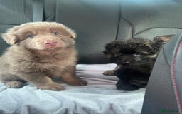 German Shepherd dogs for sale: KC REG GSD PUPPIES FULLY SCORED AND TESTED PARENTS - Image 8