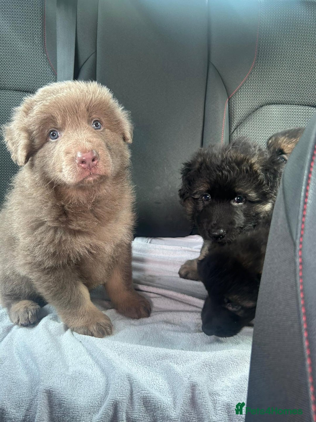 German Shepherd dogs for sale: KC REG GSD PUPPIES FULLY SCORED AND TESTED PARENTS - Image 8